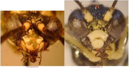 Réf. 307 814 : Tenthredo (marginella-thompsoni)
